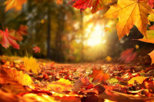 automne